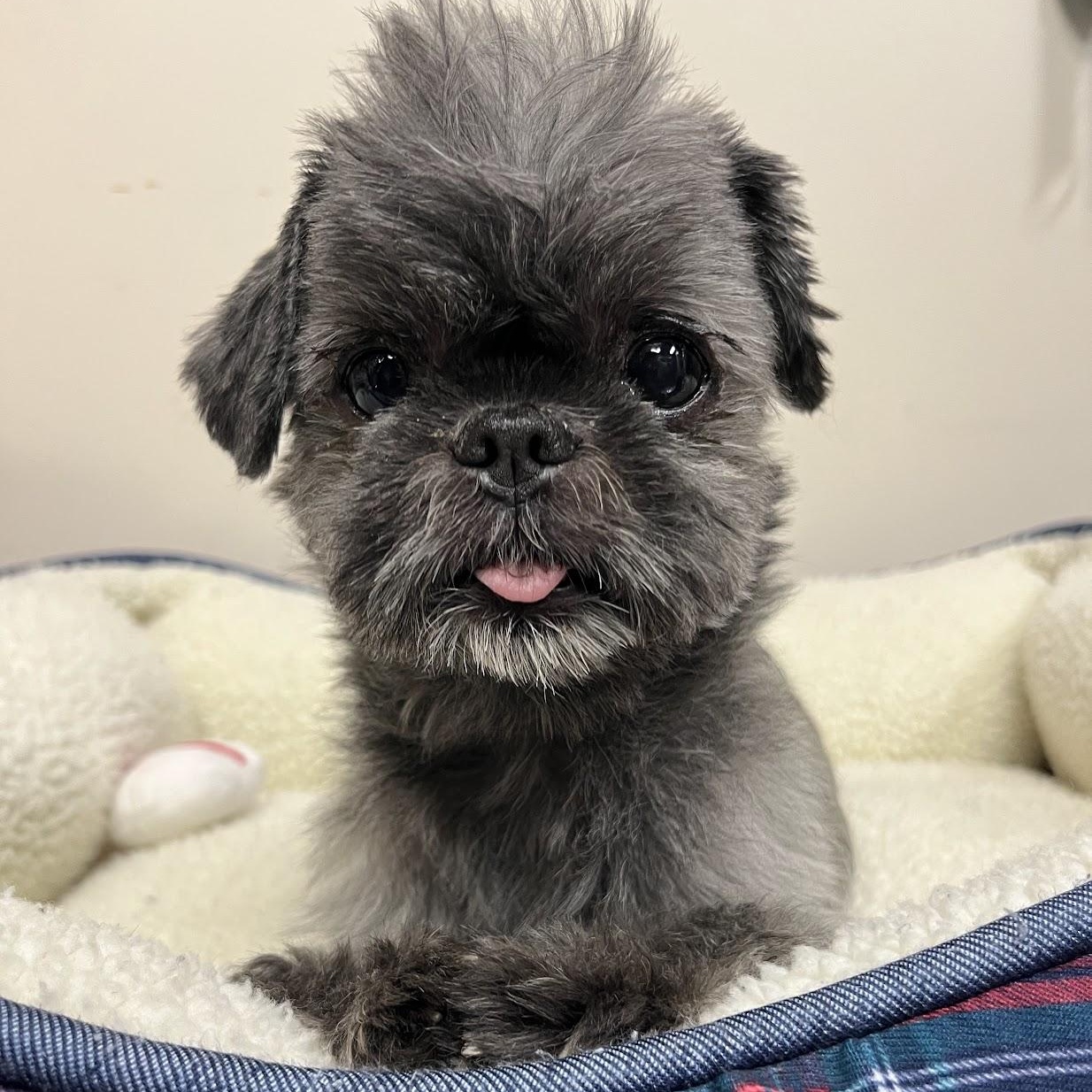 Truffles, Adopted, Senior Male Shih Tzu.