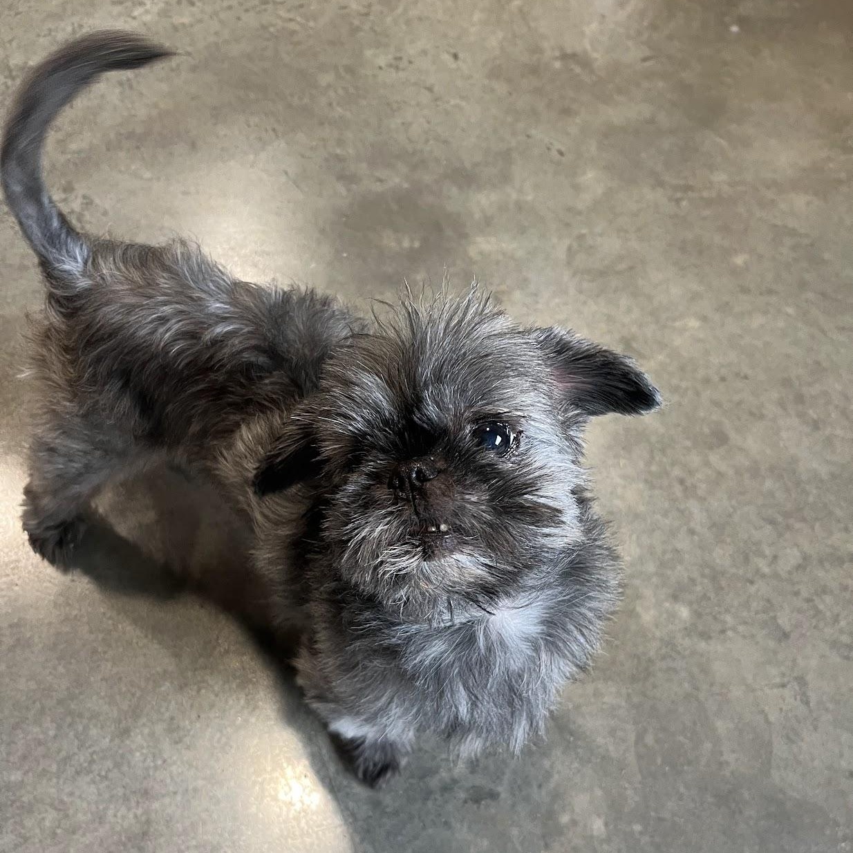 Enlarge Truffles, a Adopted Shih Tzu in Salisbury, NC image 5/5