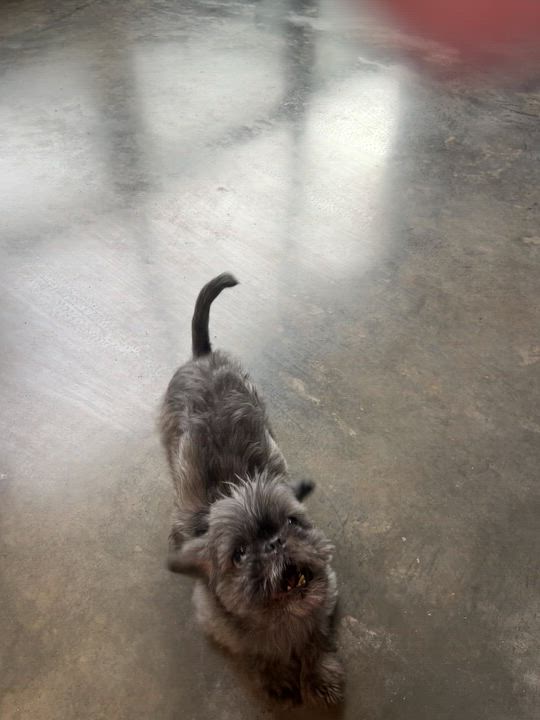 Enlarge Truffles, a Adopted Shih Tzu in Salisbury, NC video 3/5