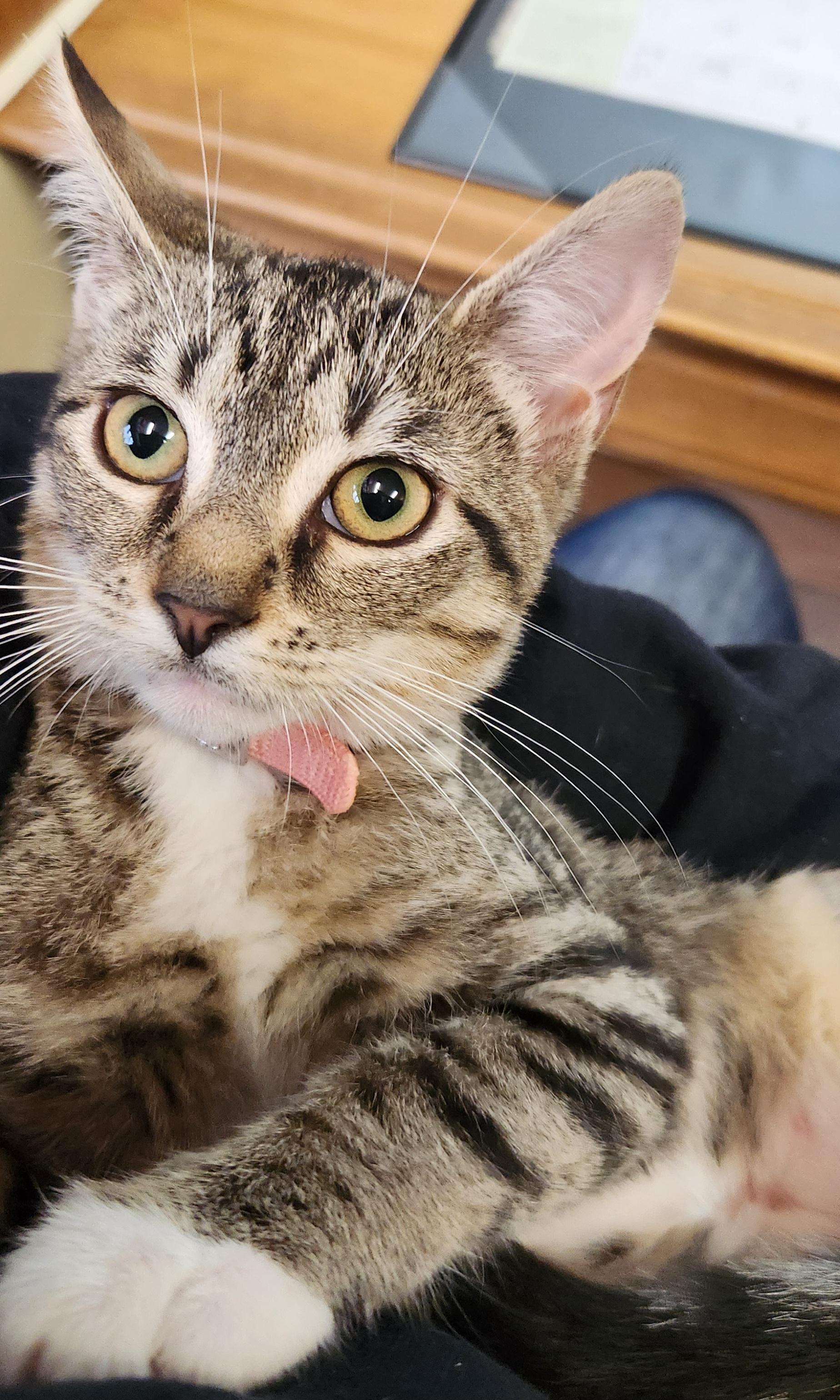 Princess, a ADOPTABLE Tabby in Linden, NJ image 3/5