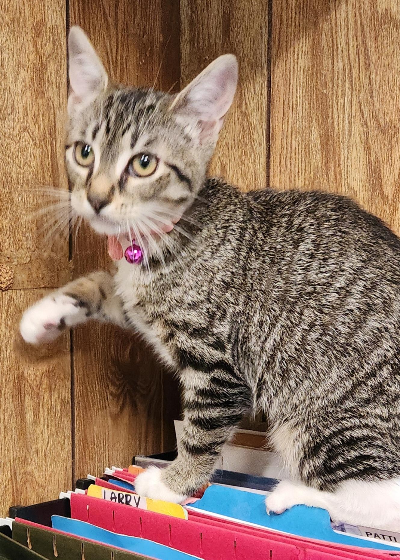 Princess, a ADOPTABLE Tabby in Linden, NJ image 2/5