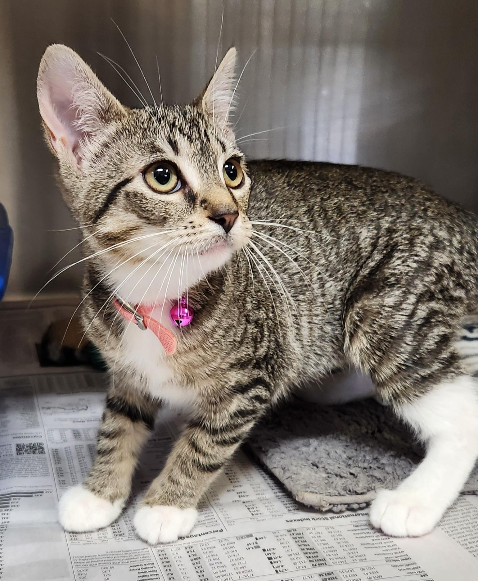 Princess, ADOPTABLE, Kitten Female Tabby.