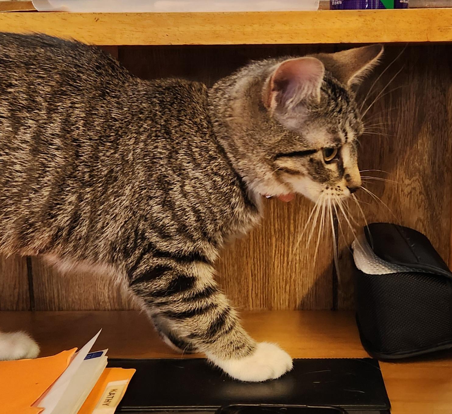 Princess, a ADOPTABLE Tabby in Linden, NJ image 4/5
