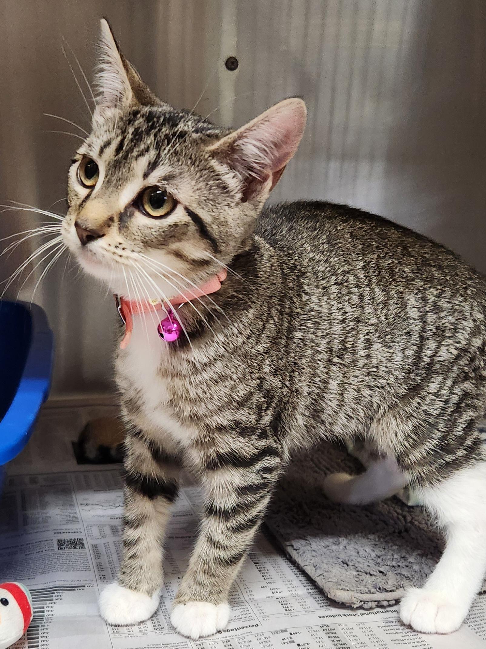 Princess, a ADOPTABLE Tabby in Linden, NJ image 5/5