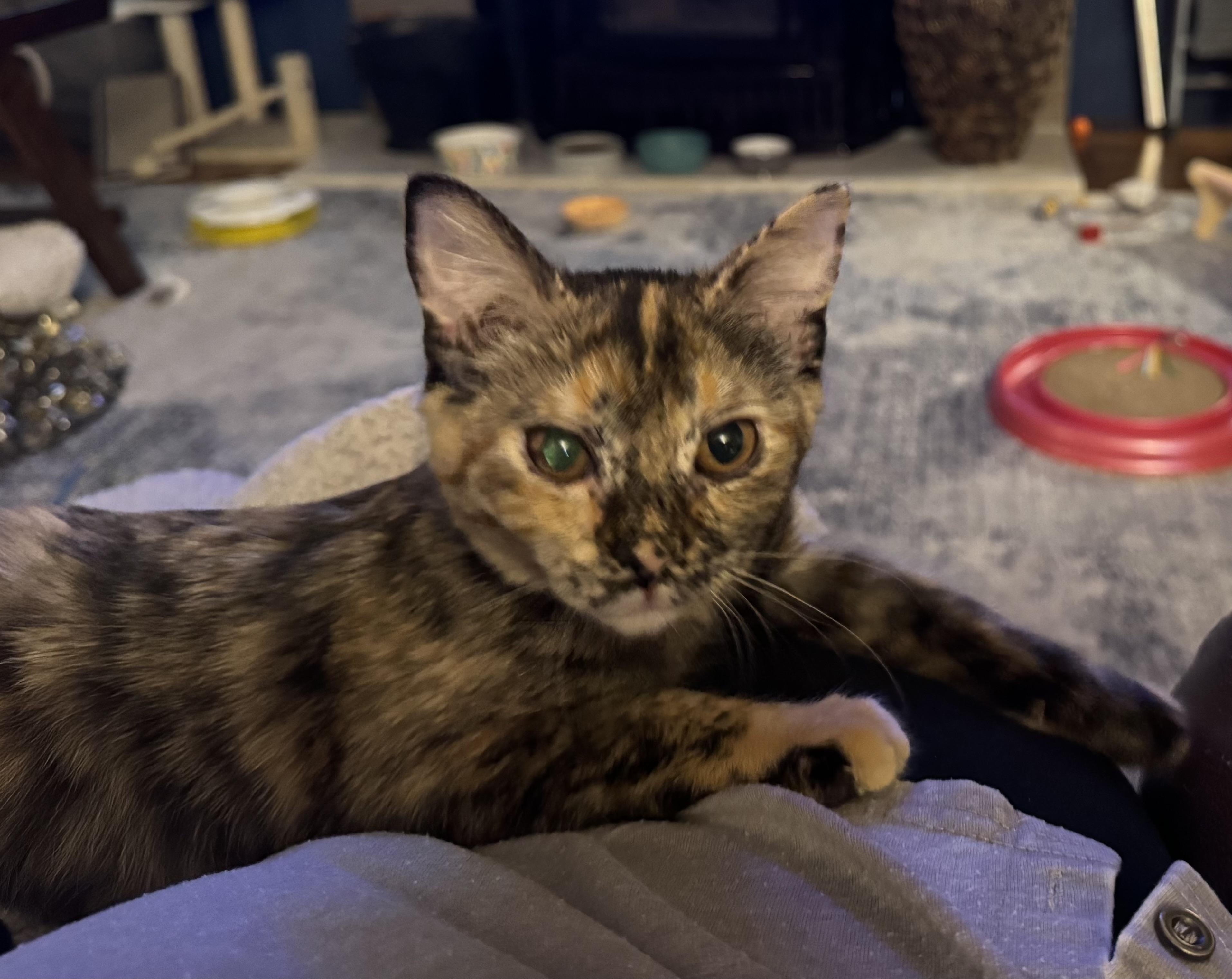 Enlarge Speckles, a Adoptable Domestic Short Hair in Bonney Lake, WA image 1/6