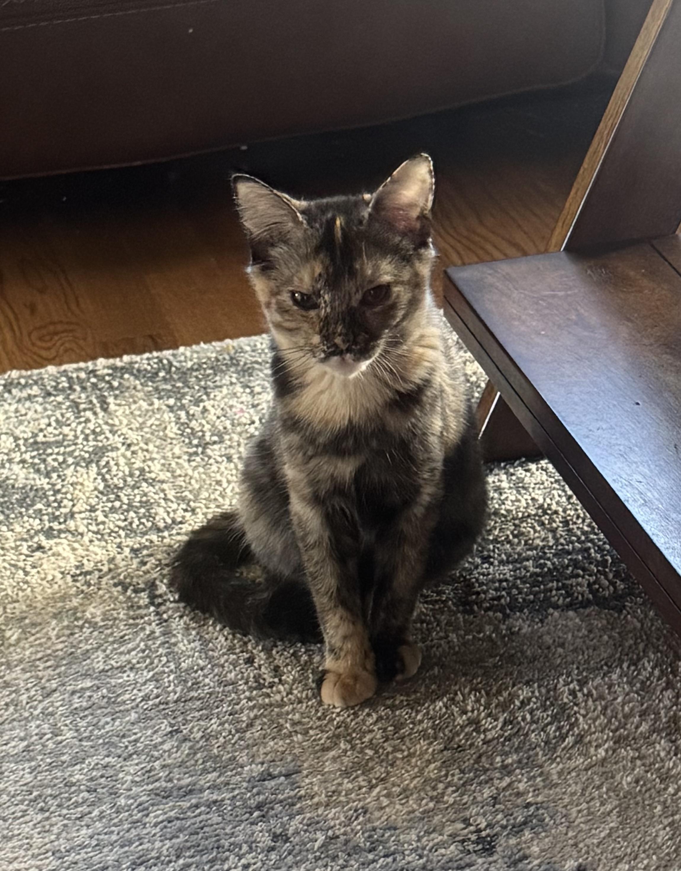Speckles, Adoptable, Kitten Female Domestic Short Hair.