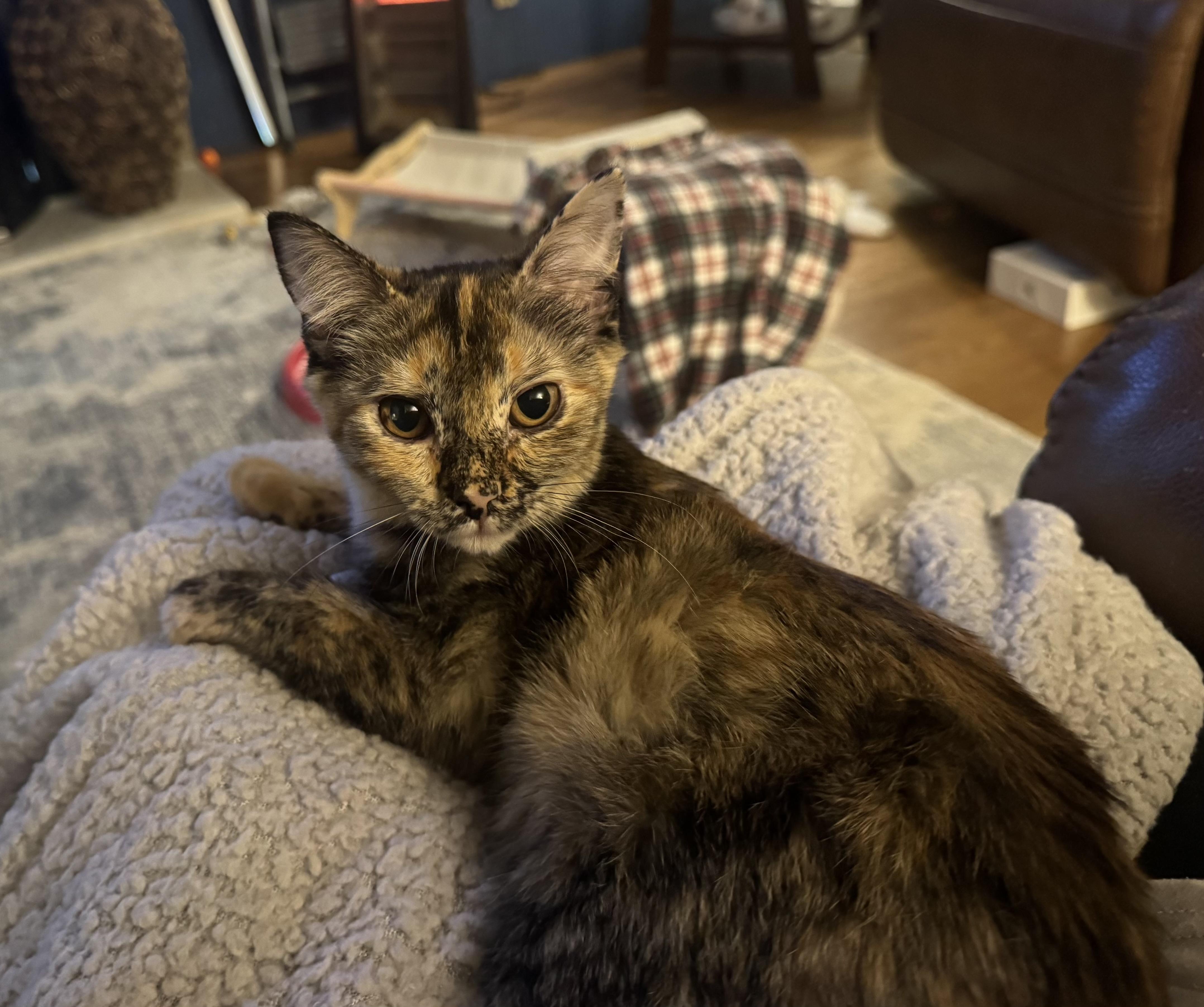 Enlarge Speckles, a Adoptable Domestic Short Hair in Bonney Lake, WA image 2/6