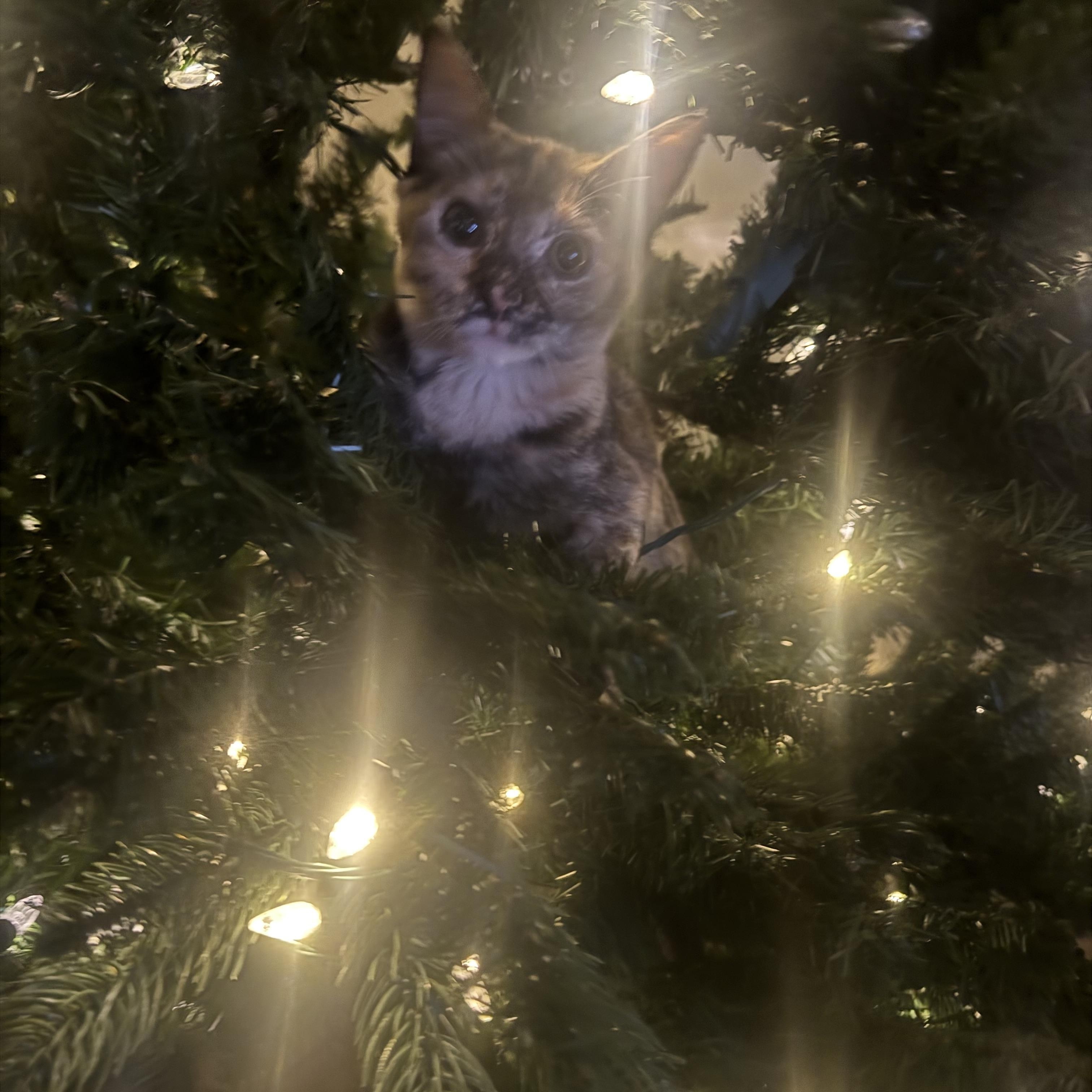 Enlarge Speckles, a Adoptable Domestic Short Hair in Bonney Lake, WA image 6/6