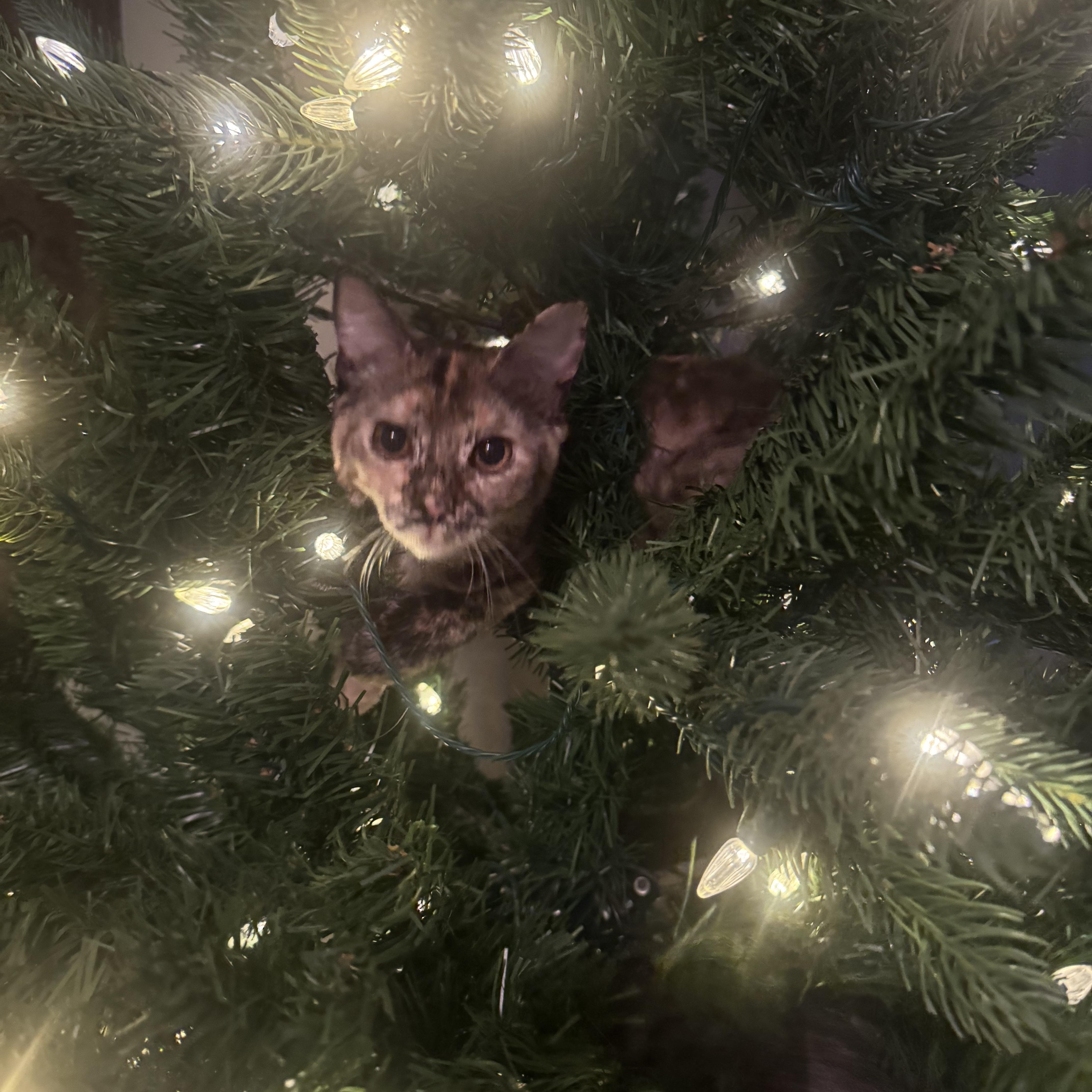 Enlarge Speckles, a Adoptable Domestic Short Hair in Bonney Lake, WA image 5/6