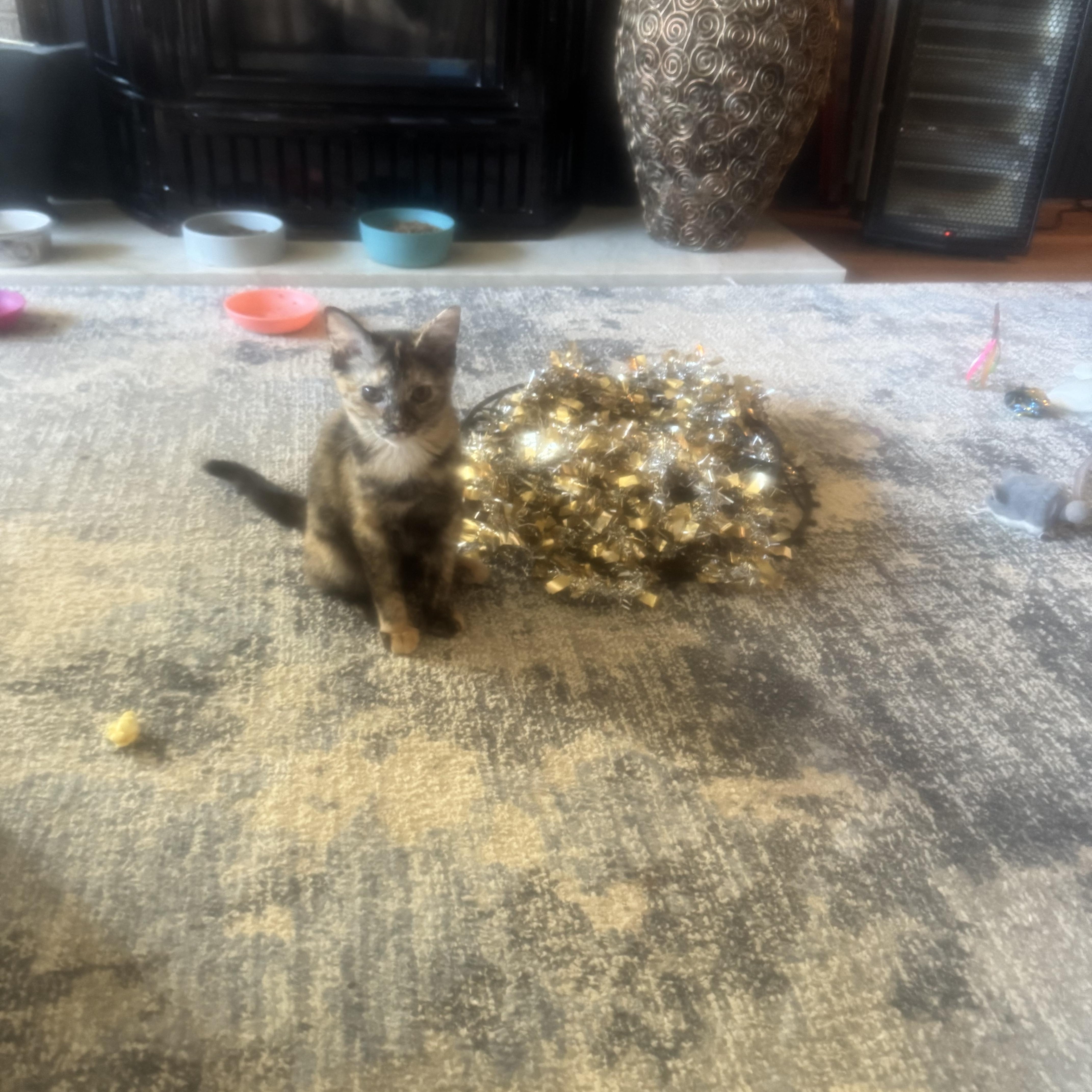 Speckles, a Adoptable Domestic Short Hair in Bonney Lake, WA image 3/4