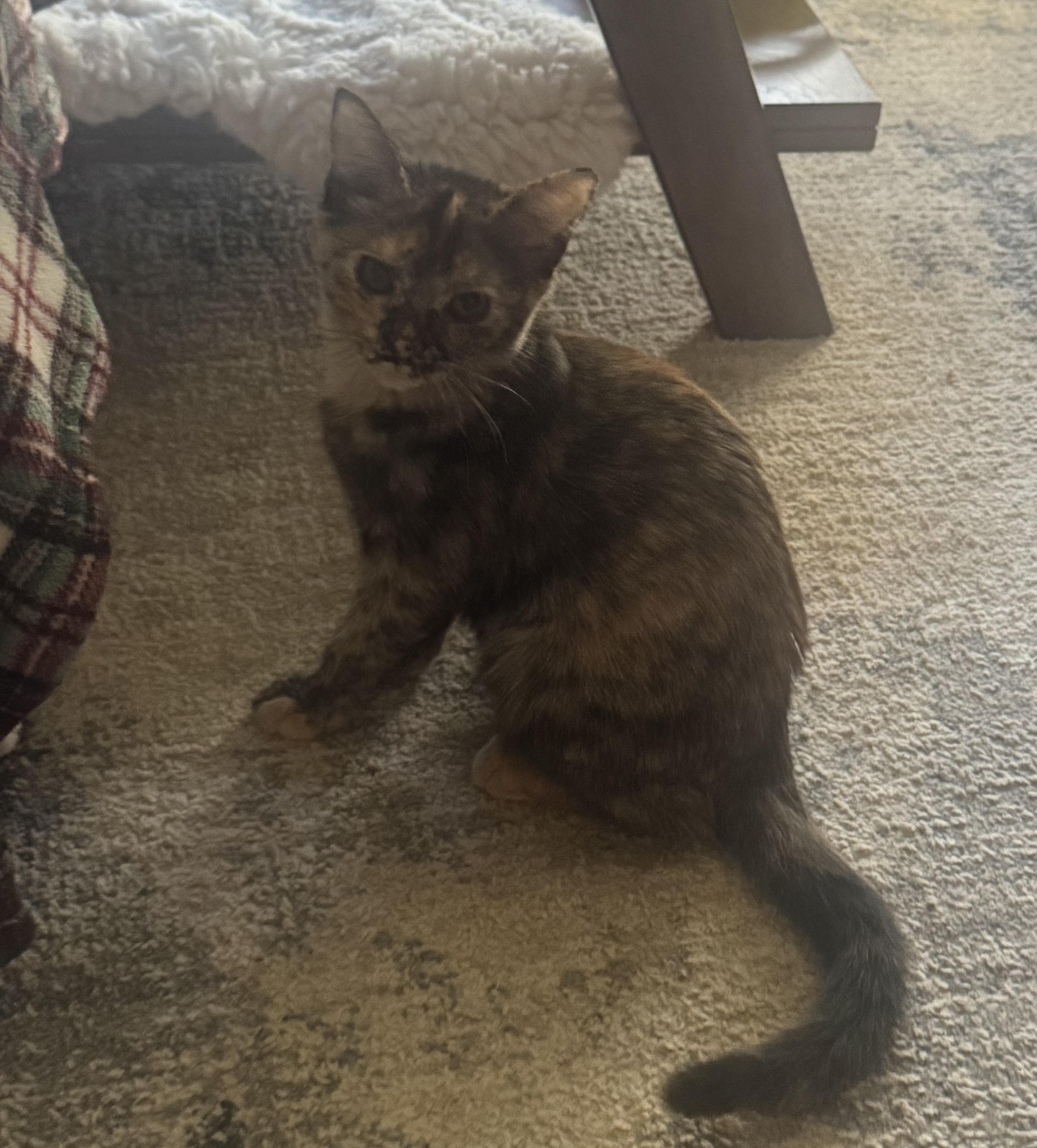 Speckles, Adoptable, Kitten Female Domestic Short Hair.