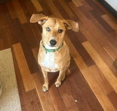 Moses, Adoptable, Adult Male Labrador Retriever.