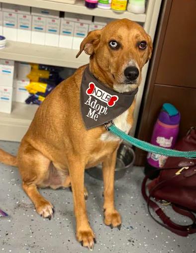 Moses, a Adoptable Labrador Retriever in Brooklyn Center, MN image 3/3