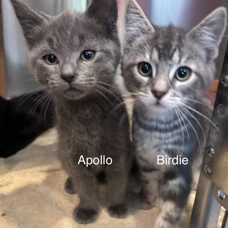 Birdie and Apollo, ADOPTABLE, Kitten Male Domestic Short Hair.
