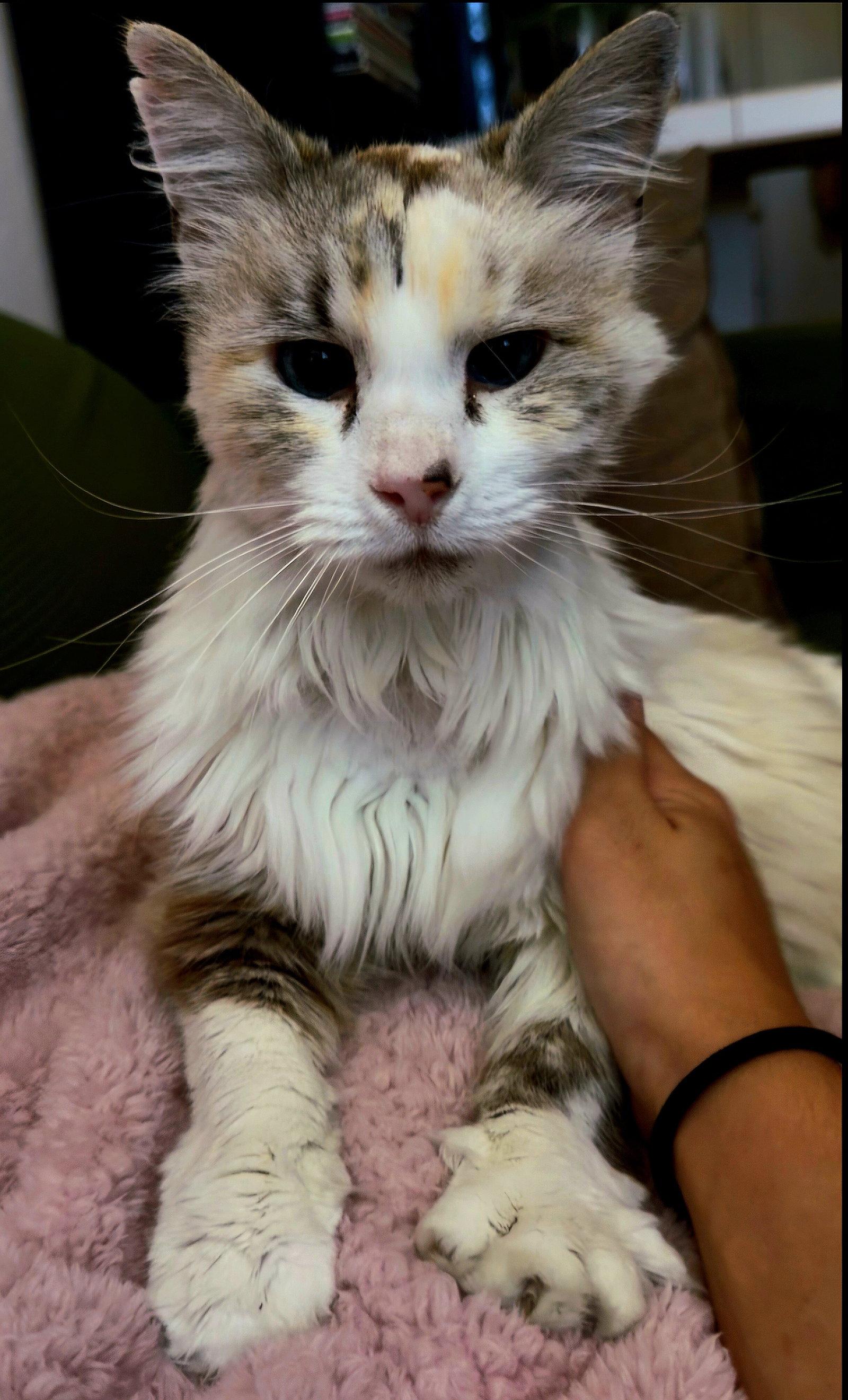 Snow White, Adoptable, Adult Female Siamese.