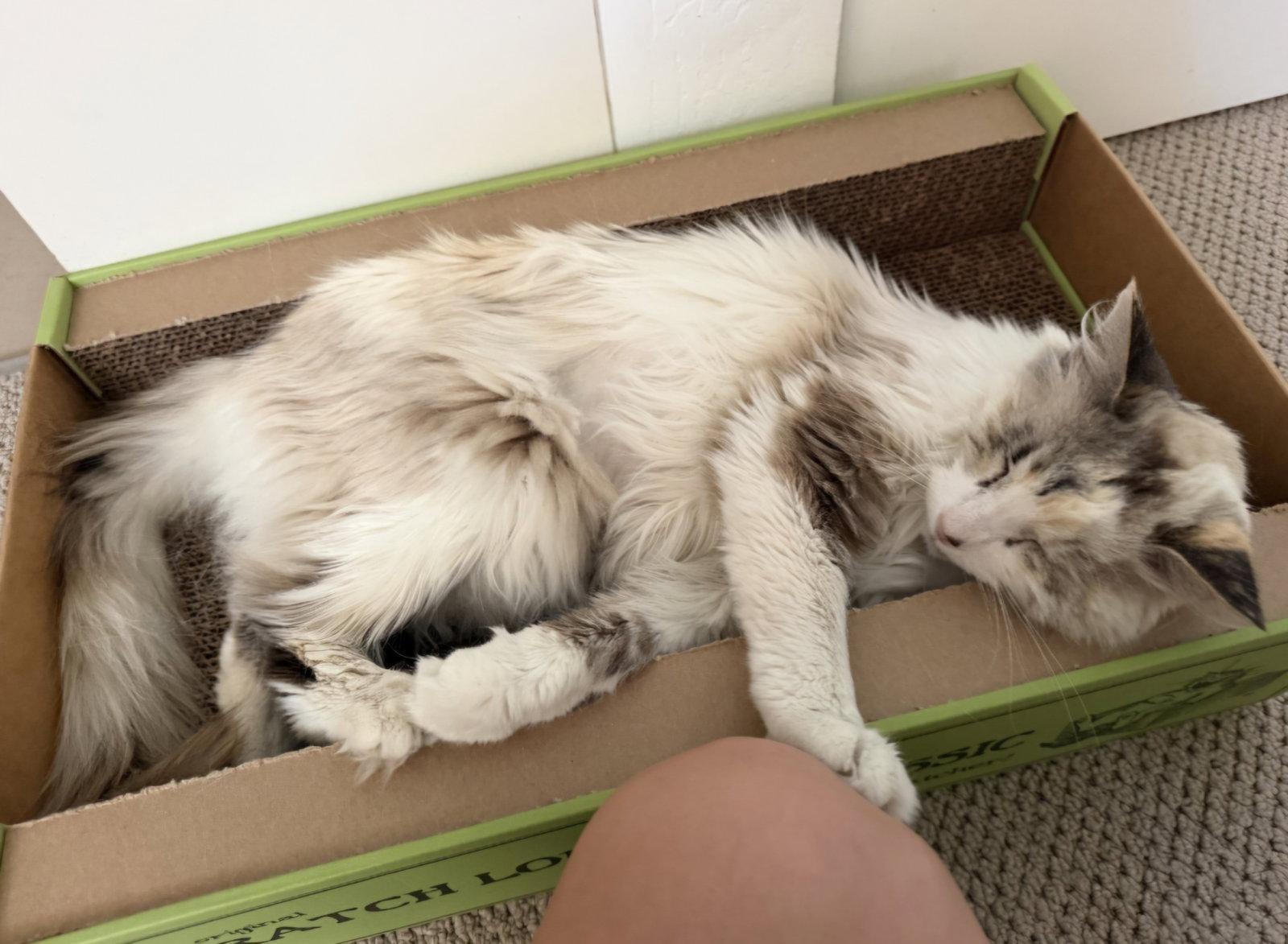 Enlarge Snow White, a Adoptable Siamese in San Jose, CA image 2/3