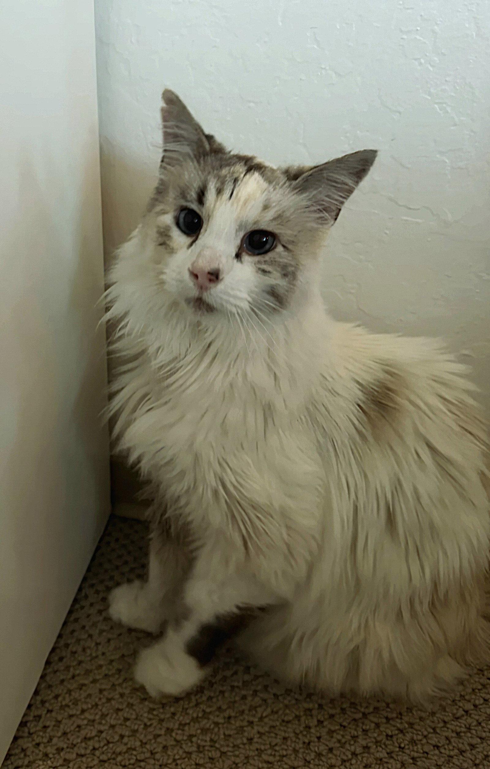 Enlarge Snow White, a Adoptable Siamese in San Jose, CA image 3/3