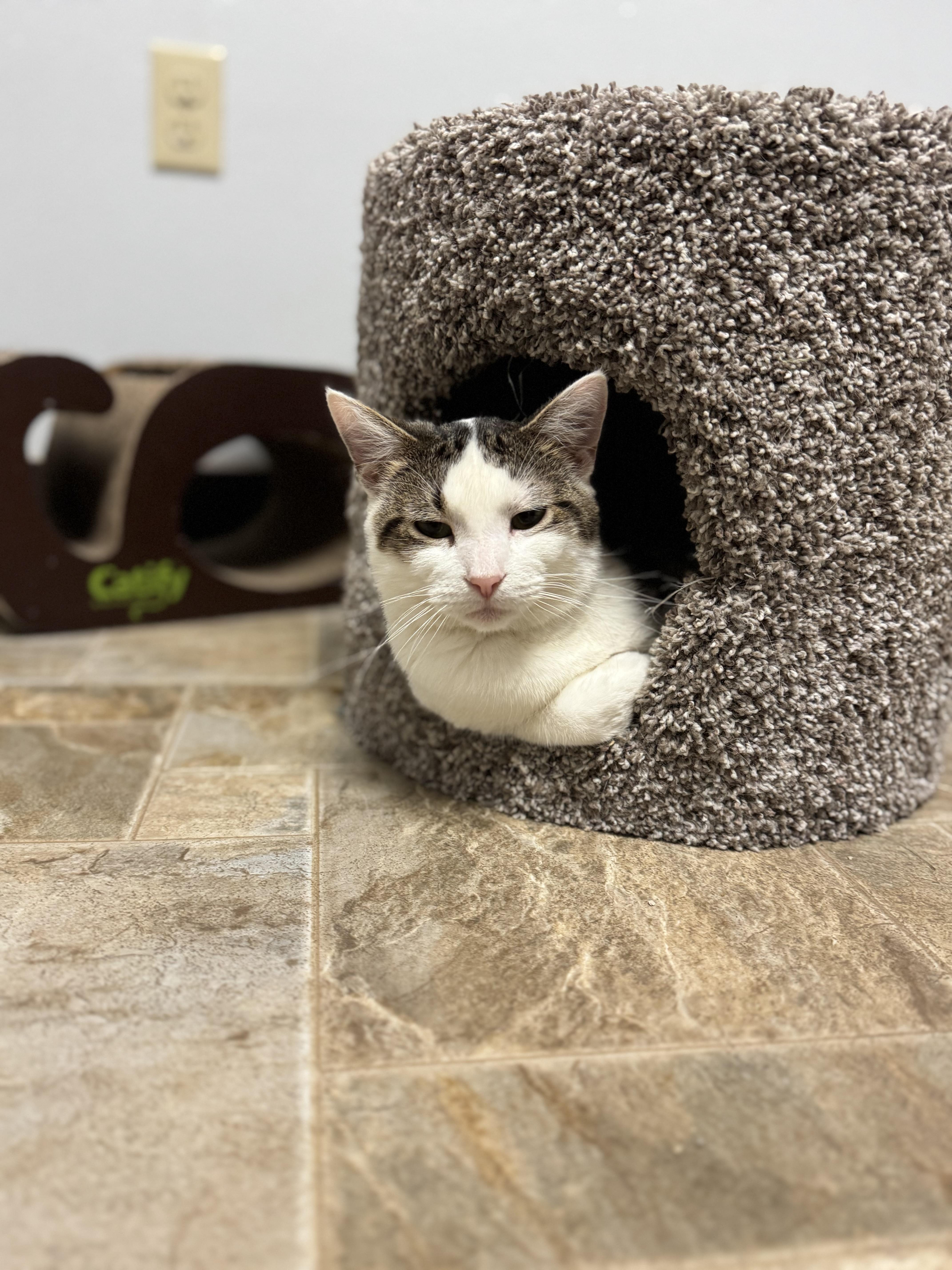 Jefford, a ADOPTABLE Domestic Short Hair in Dodgeville, WI image 2/4