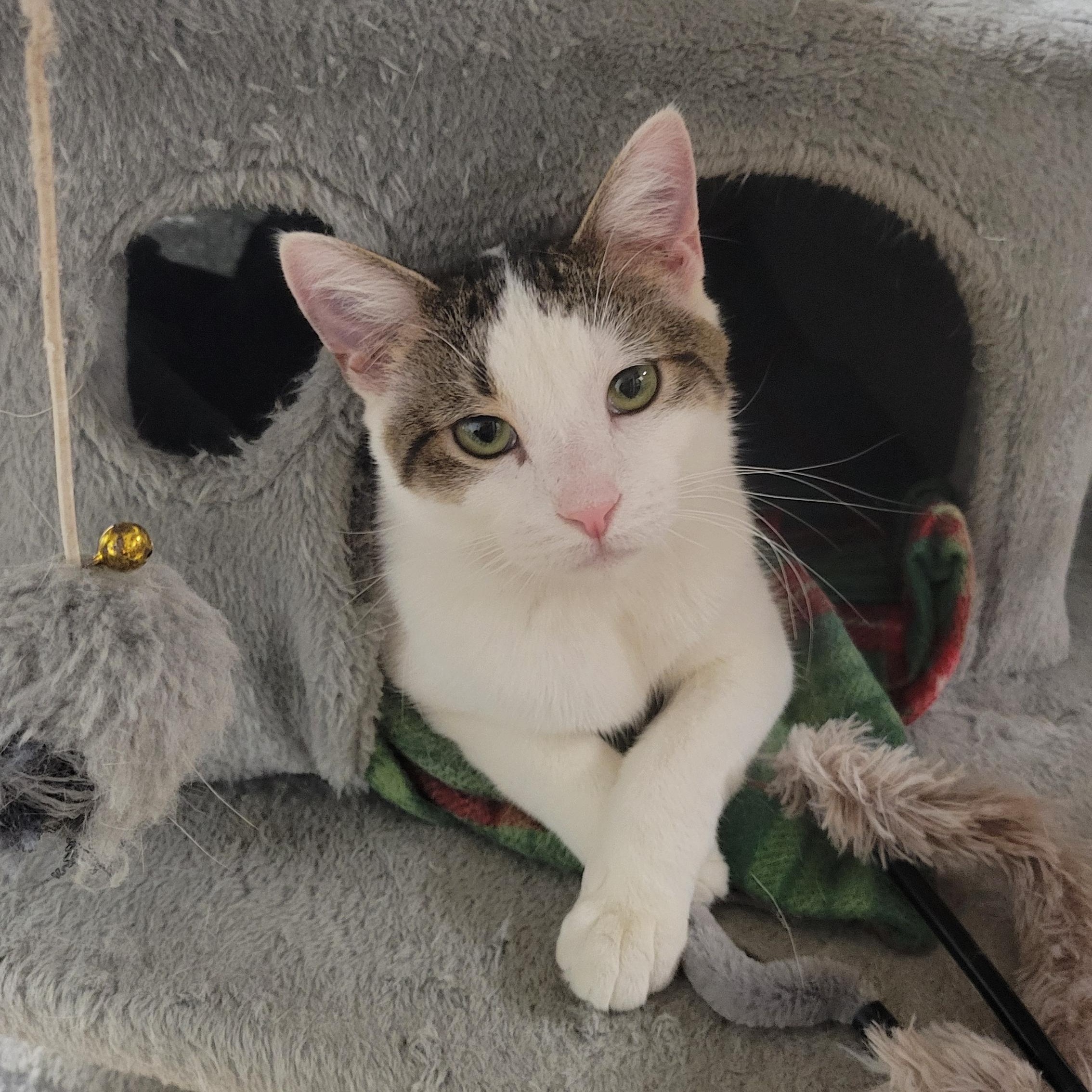 Jefford, a ADOPTABLE Domestic Short Hair in Dodgeville, WI image 1/4