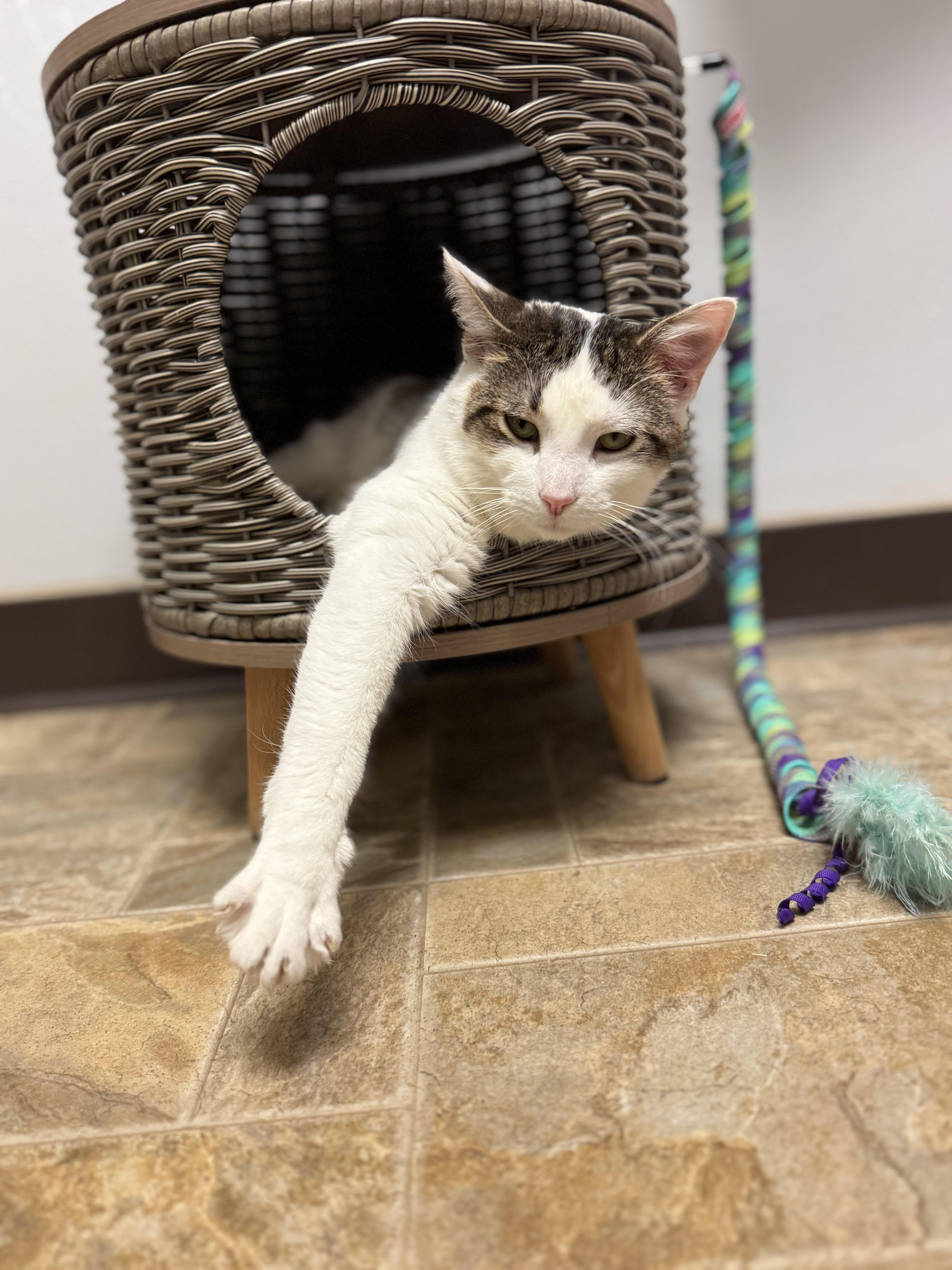 Jefford, a ADOPTABLE Domestic Short Hair in Dodgeville, WI image 4/4
