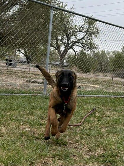 Lillith, Adoptable, Puppy Female Belgian Shepherd / Malinois & Mixed Breed.