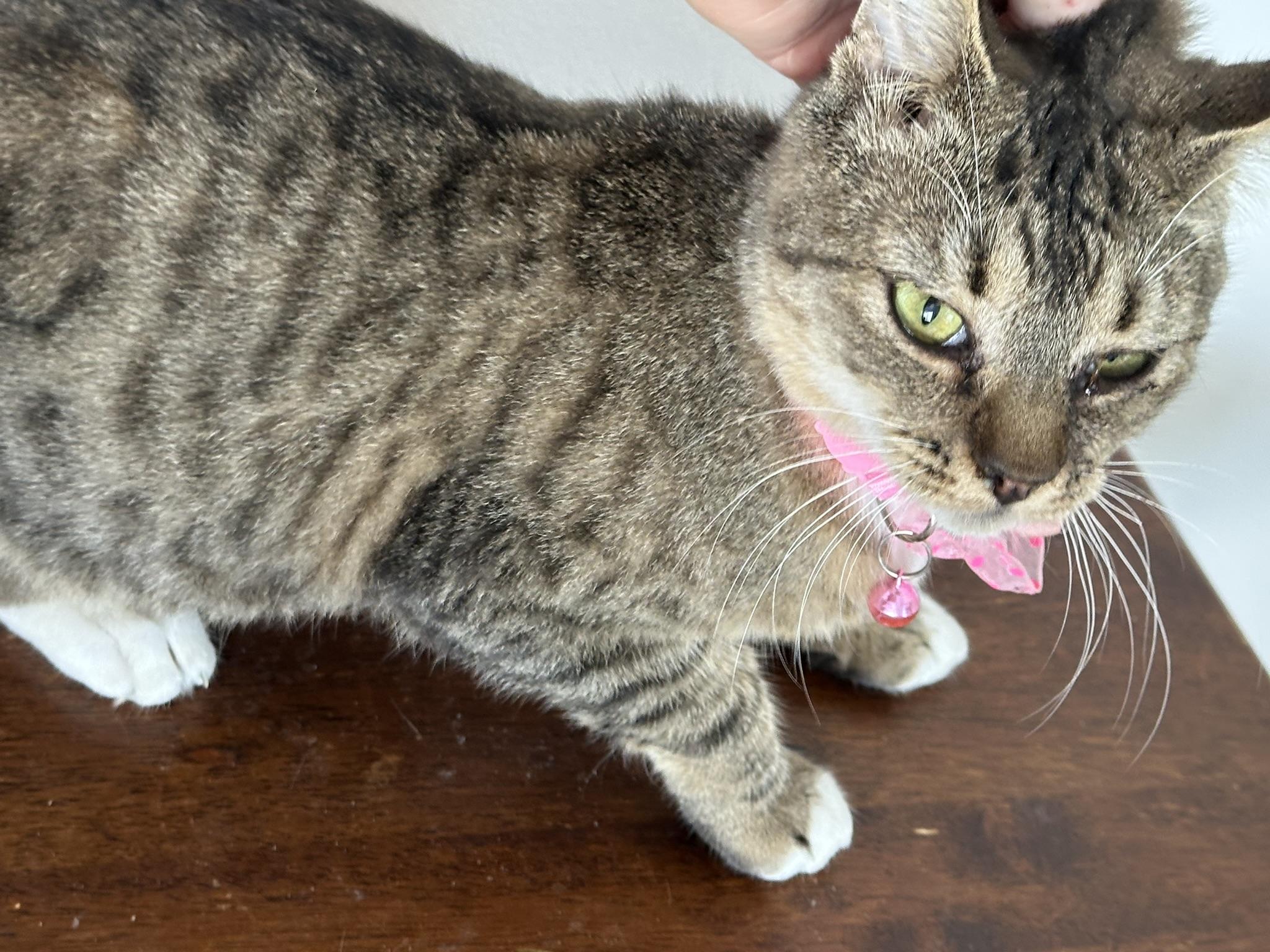 Enlarge Fearless, a Adoptable Domestic Short Hair in New Port Richey, FL image 1/3