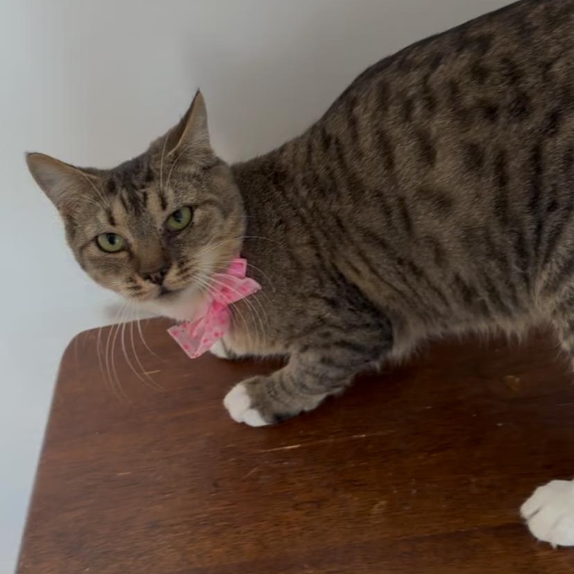 Fearless, Young Female Domestic Short Hair