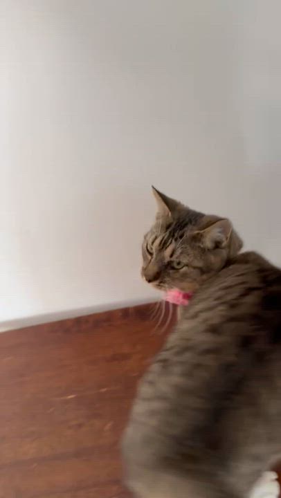 Enlarge Fearless, a Adoptable Domestic Short Hair in New Port Richey, FL video 3/3