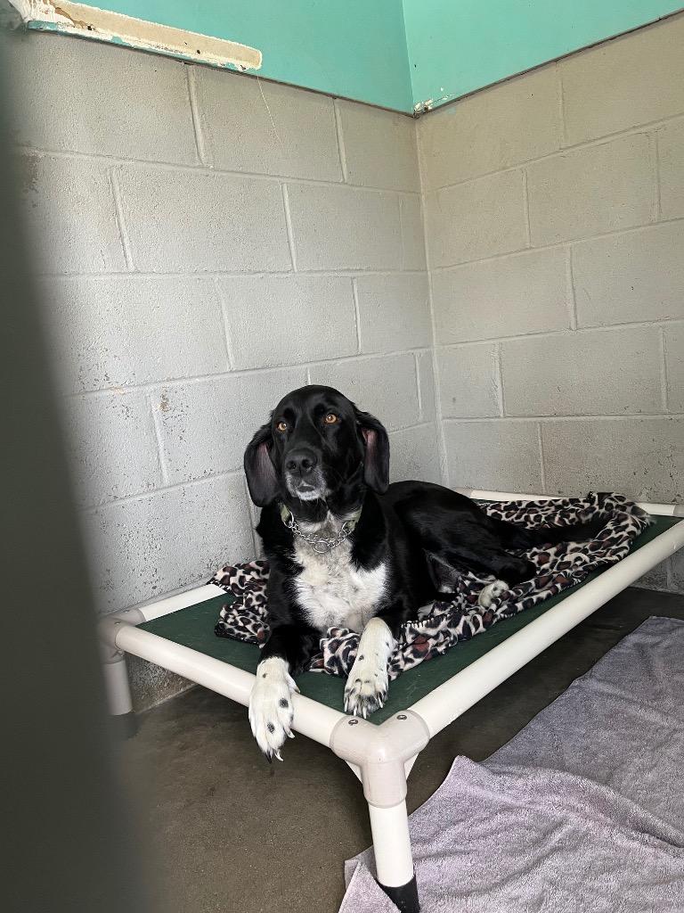 Georgie, Adopted, Adult Male Labrador Retriever & Mixed Breed.