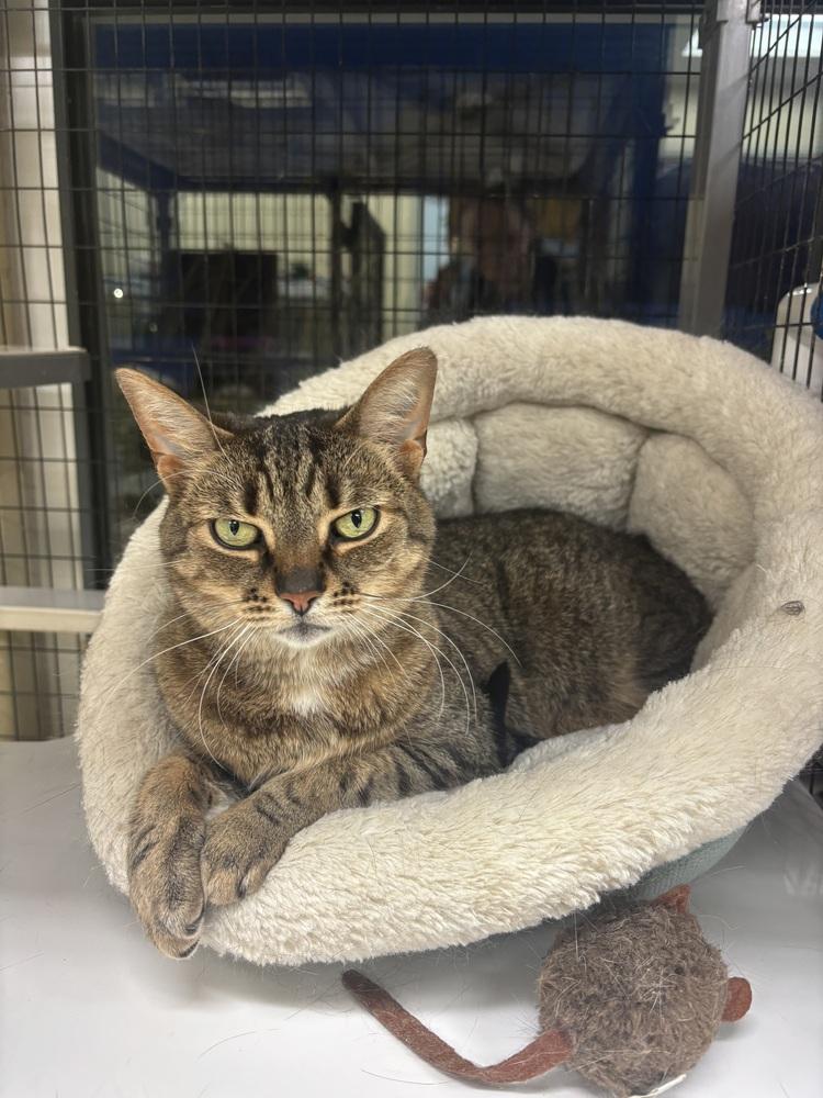 Enlarge Skittles, a Adoptable Domestic Short Hair in Kalamazoo, MI image 2/4