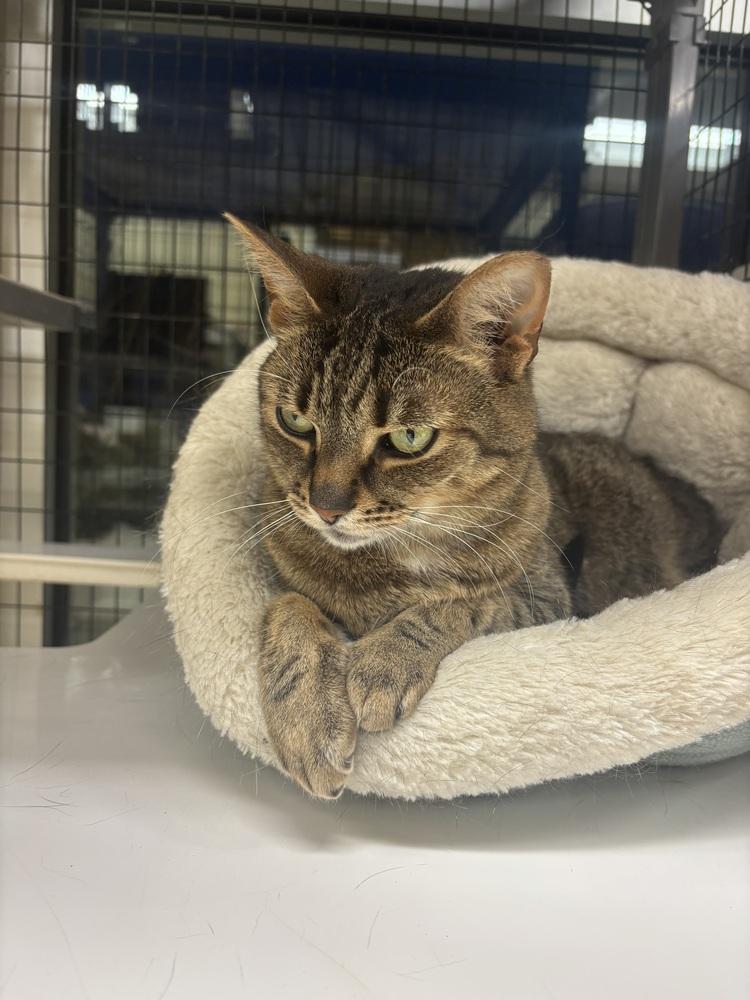 Enlarge Skittles, a Adoptable Domestic Short Hair in Kalamazoo, MI image 4/4