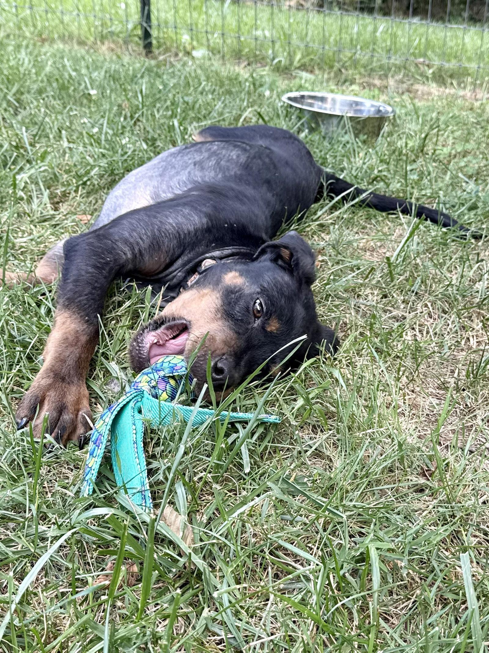 Kayden, a Adopted Rottweiler in Mooresville, NC image 1/3