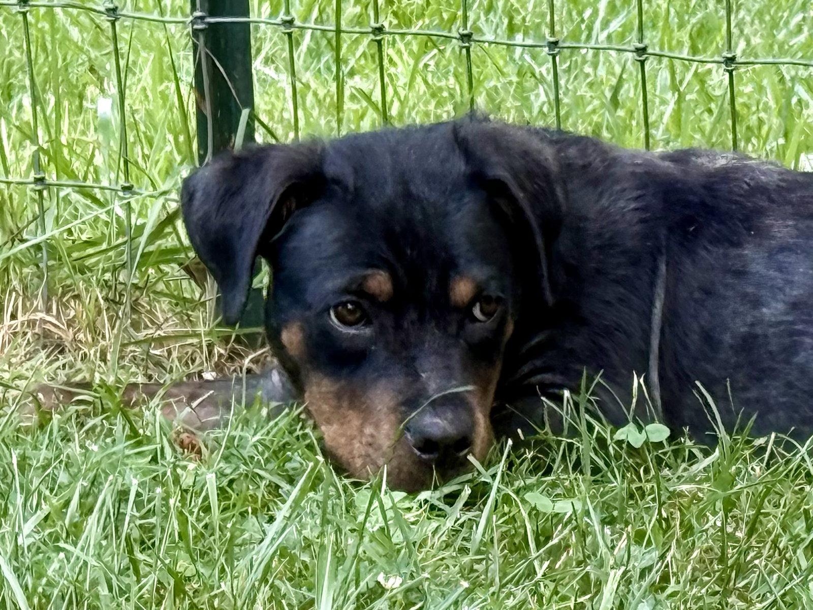 Kayden, a Adopted Rottweiler in Mooresville, NC image 2/3