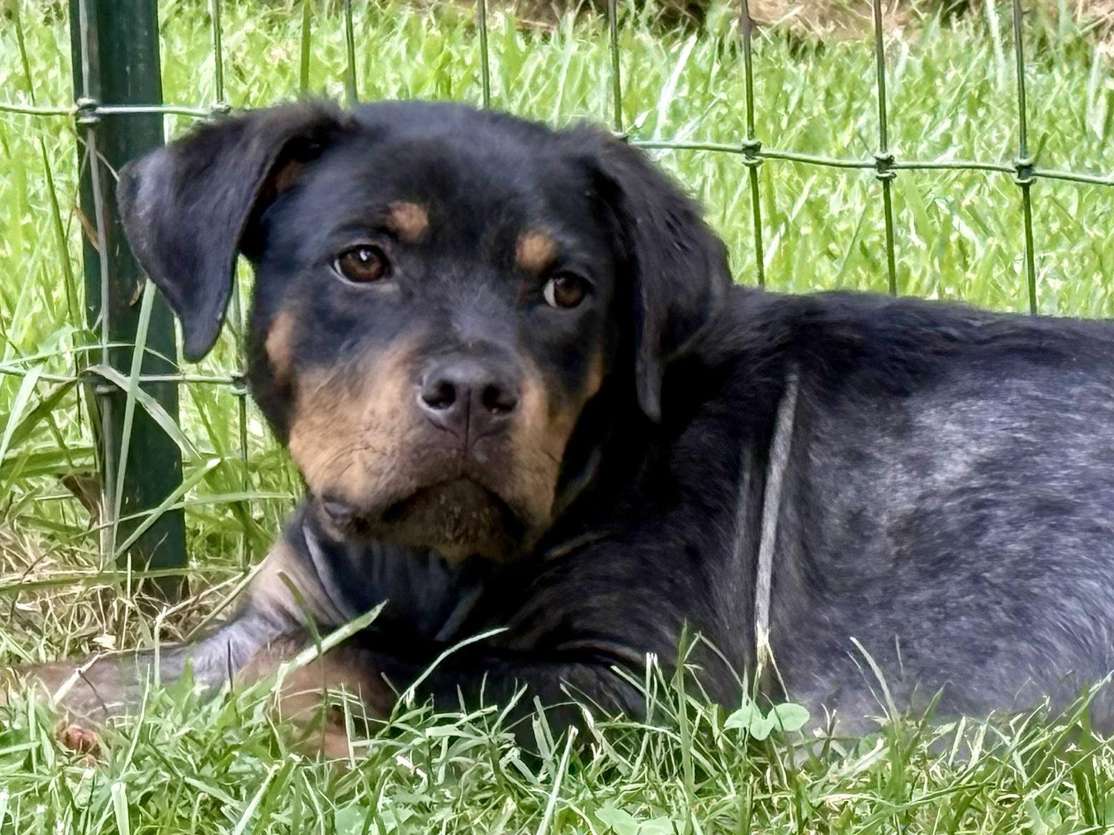 Kayden, a Adopted Rottweiler in Mooresville, NC image 3/3