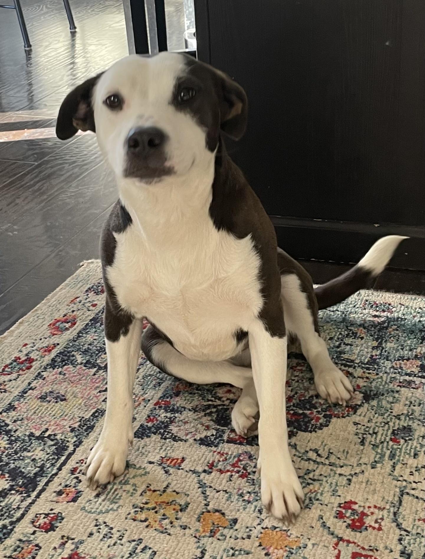 Enlarge Milkshake, a Adoptable mixed breed in Crystal Lake, IL image 6/6