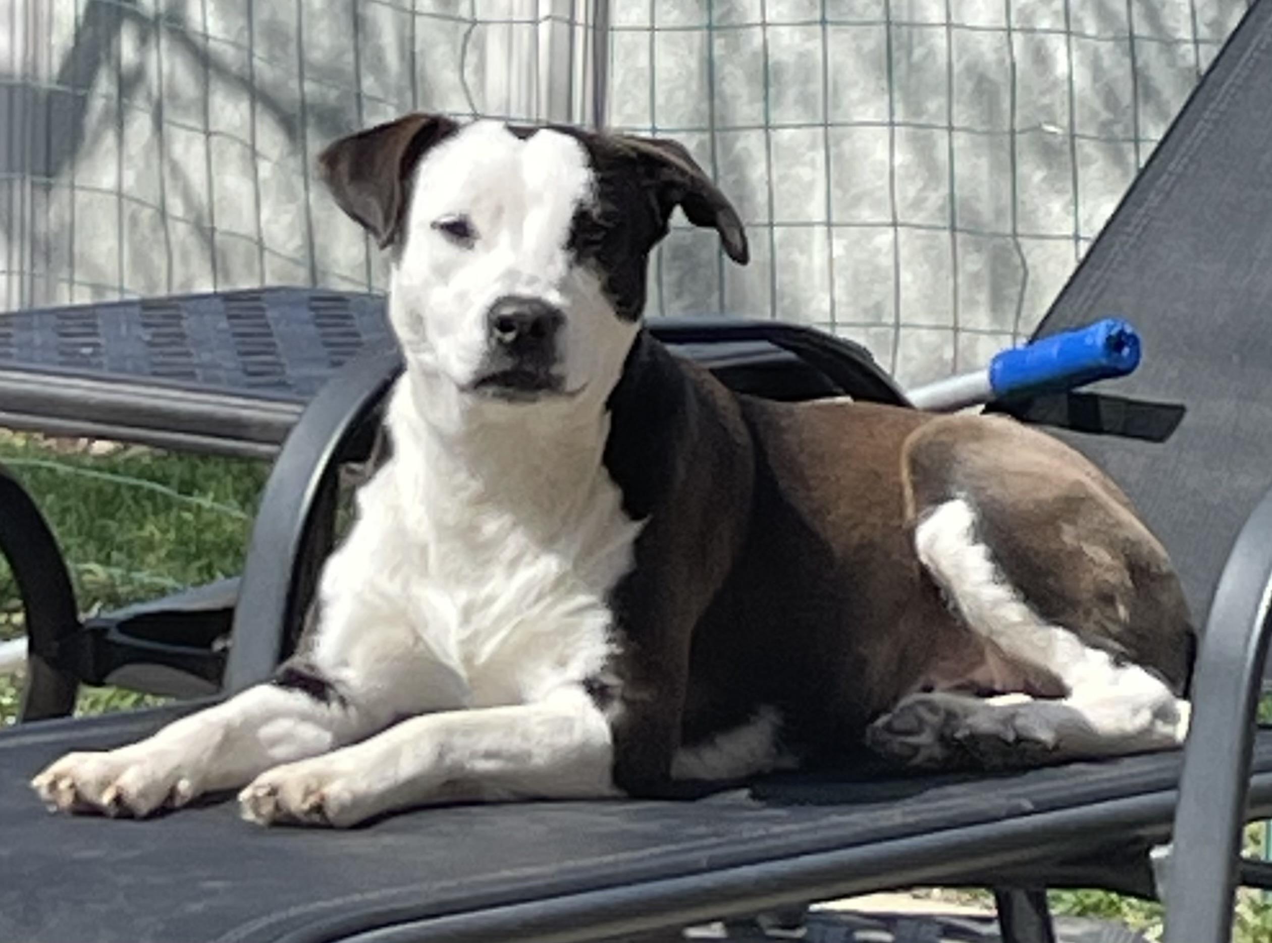 Enlarge Milkshake, a Adoptable mixed breed in Crystal Lake, IL image 5/6