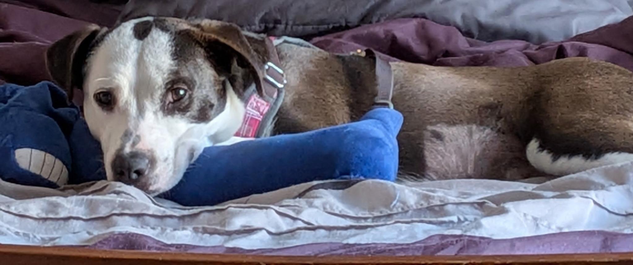 Enlarge Milkshake, a Adoptable mixed breed in Crystal Lake, IL image 4/4