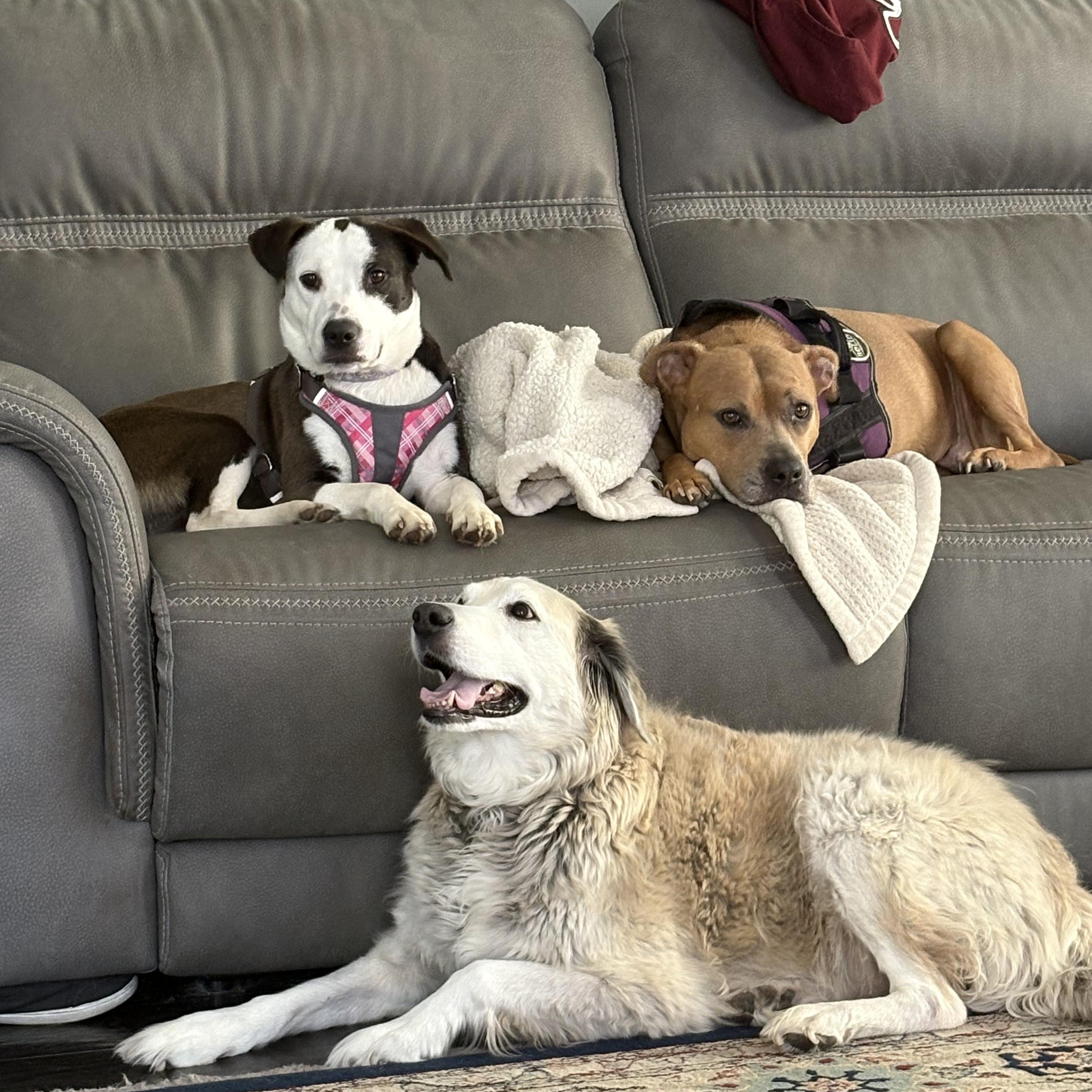 Enlarge Milkshake, a Adoptable mixed breed in Crystal Lake, IL image 3/4