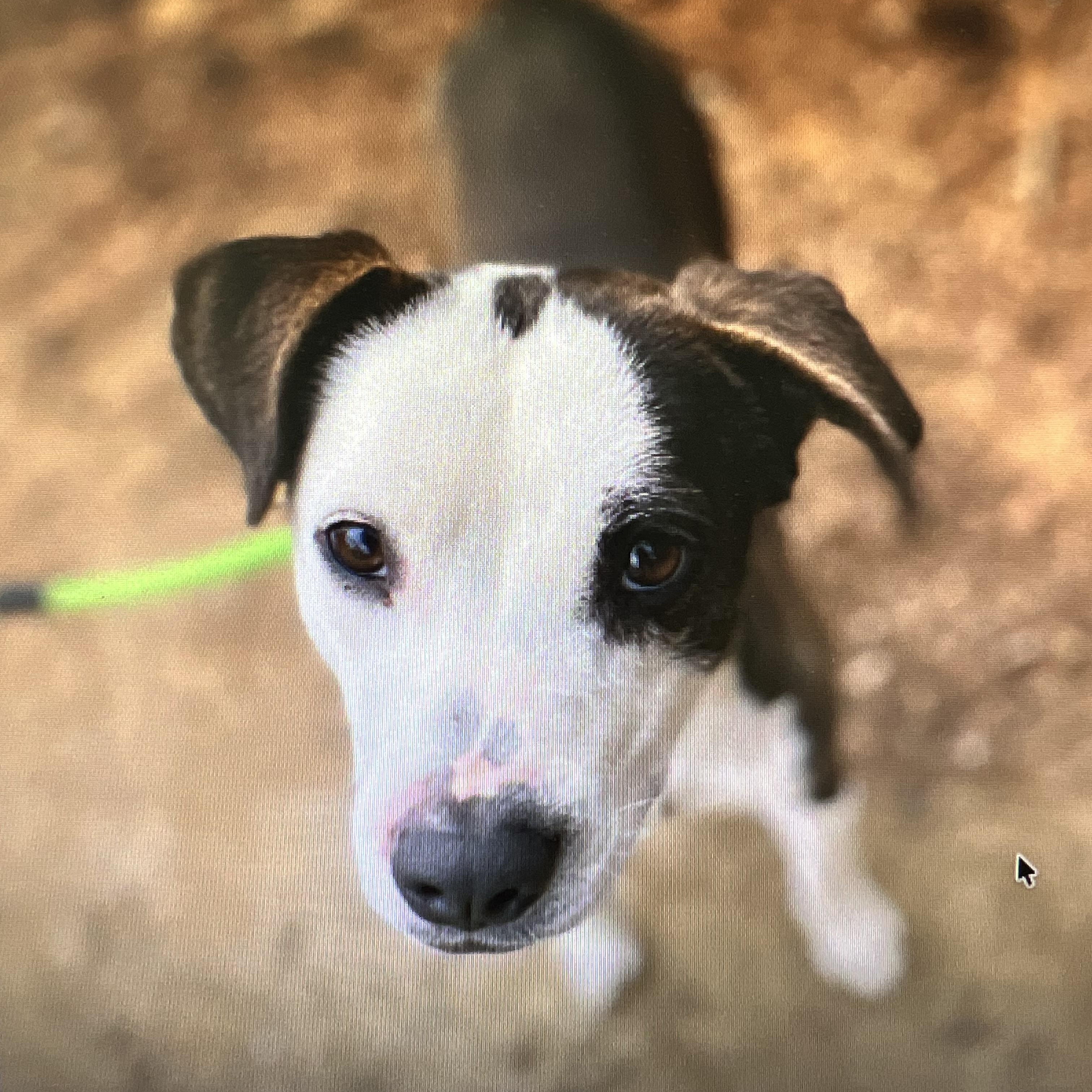 Enlarge Milkshake, a Adoptable mixed breed in Crystal Lake, IL image 2/4