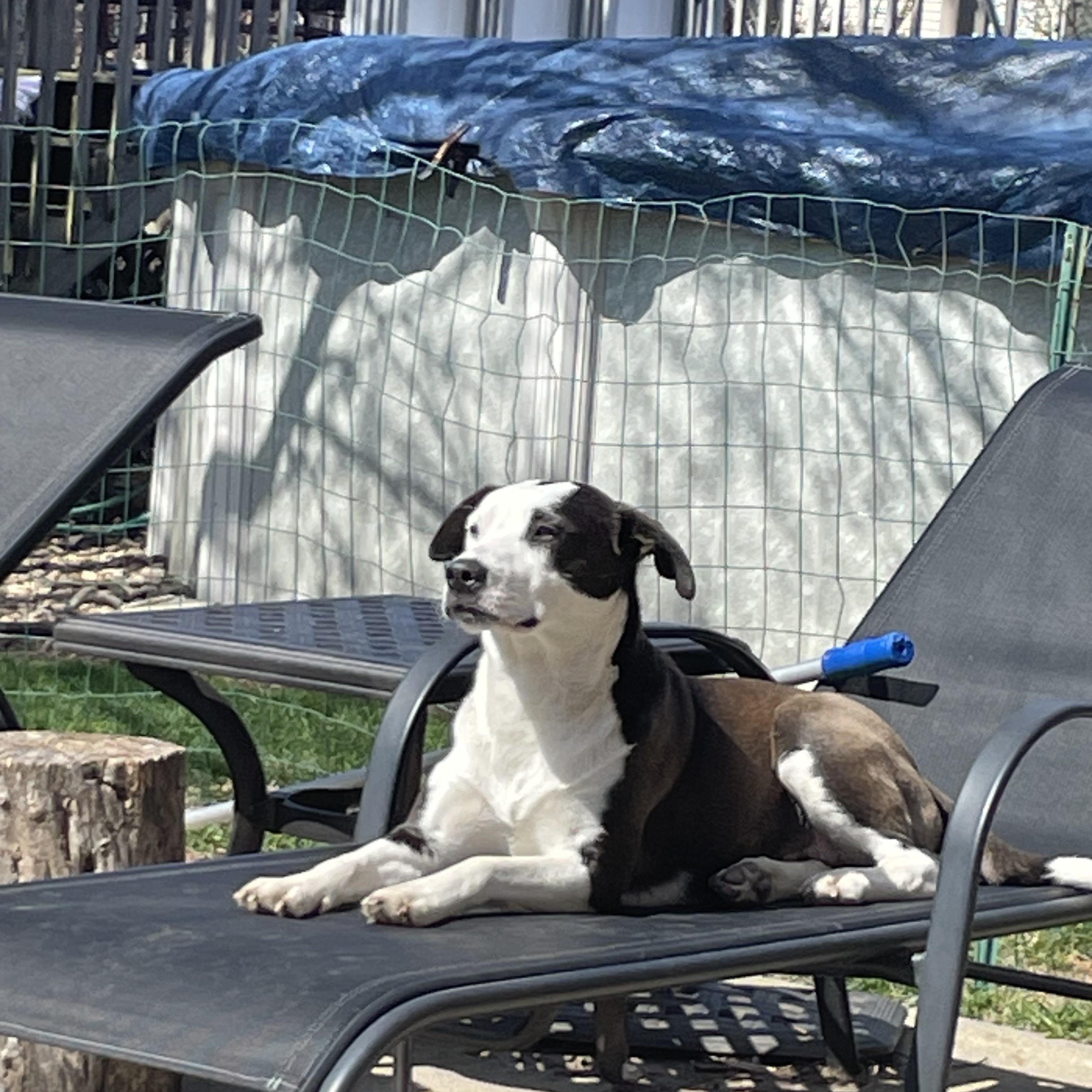 Enlarge Milkshake, a Adoptable mixed breed in Crystal Lake, IL image 4/6