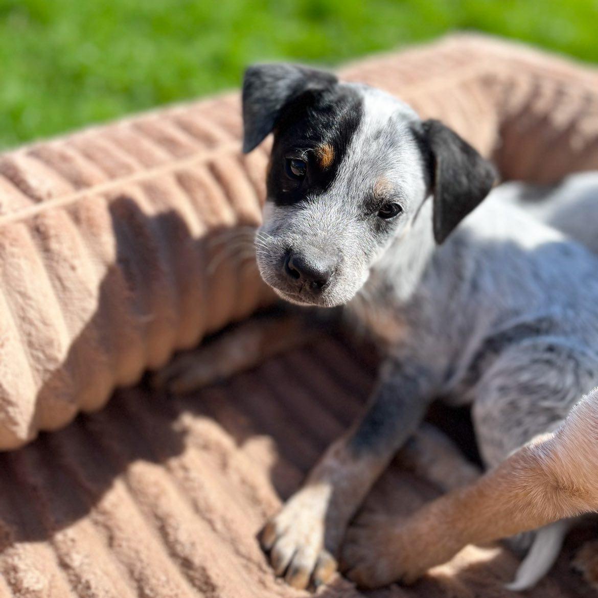 Bandit, adopted, Puppy Male Australian Cattle Dog / Blue Heeler.
