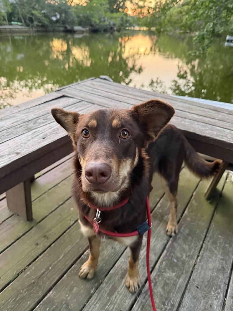 Enlarge Skye, a Adoptable mixed breed in Greenlawn, NY image 2/6