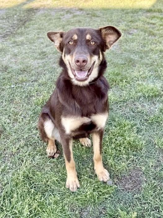 Enlarge Skye, a Adoptable mixed breed in Greenlawn, NY image 4/6