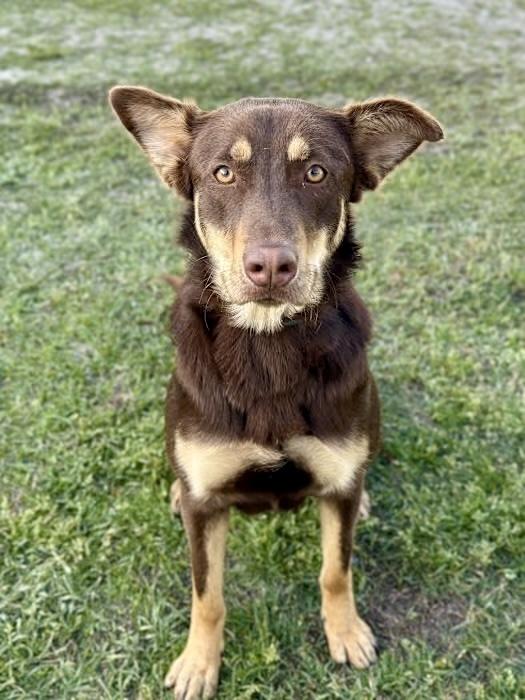 Enlarge Skye, a Adoptable mixed breed in Greenlawn, NY image 6/6
