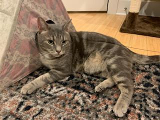 Bandit, Young Male Tabby