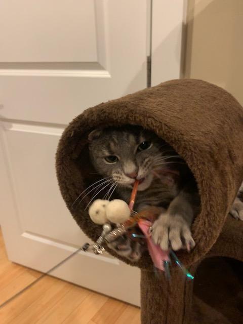 Bandit photo 6