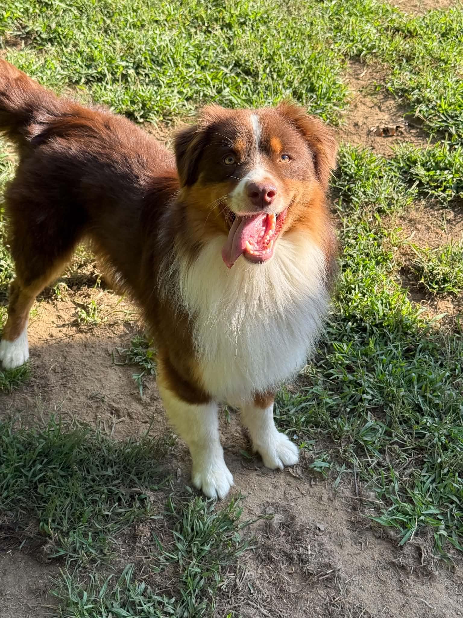 Milton/Courtesy Post, a ADOPTABLE Australian Shepherd in Medfield, MA image 1/6