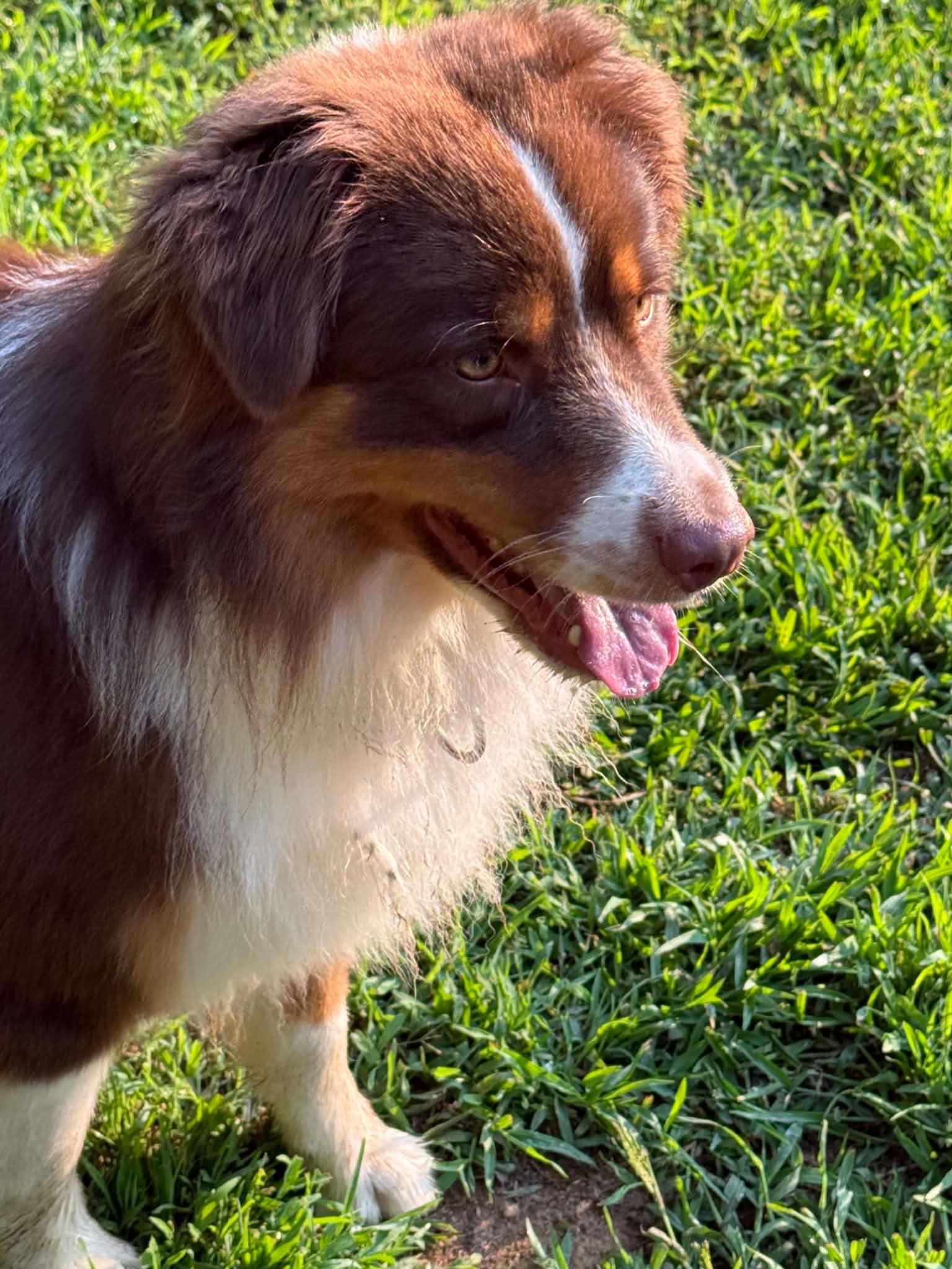 Milton/Courtesy Post, a ADOPTABLE Australian Shepherd in Medfield, MA image 5/6
