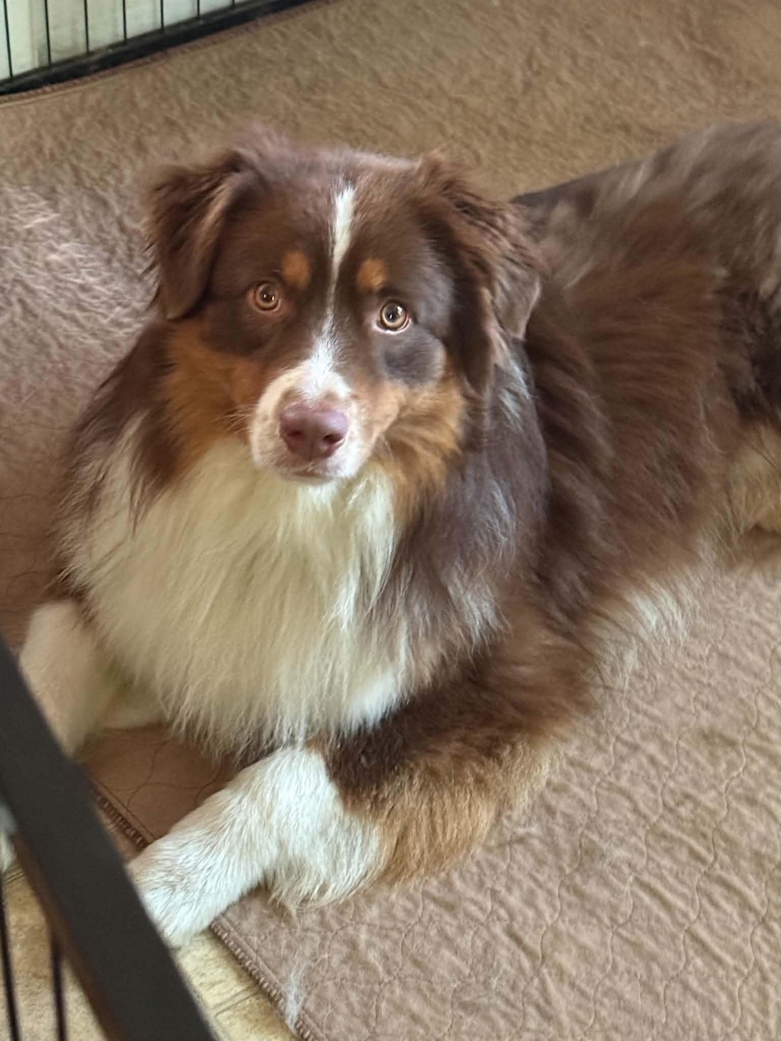 Milton/Courtesy Post, a ADOPTABLE Australian Shepherd in Medfield, MA image 6/6