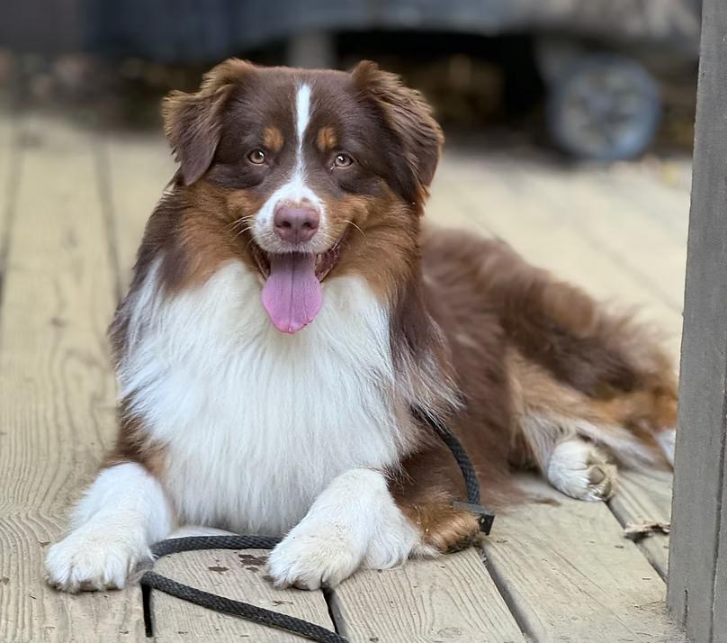 Milton/Courtesy Post, a ADOPTABLE Australian Shepherd in Medfield, MA image 3/6
